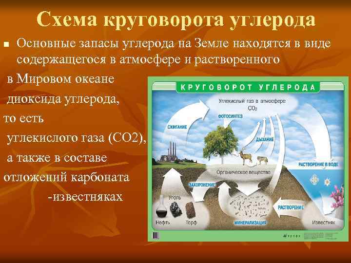 Схема круговорота углерода Основные запасы углерода на Земле находятся в виде содержащегося в атмосфере
