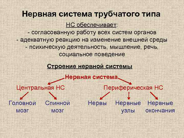 Нервная система трубчатого типа НС обеспечивает: - согласованную работу всех систем органов - адекватную