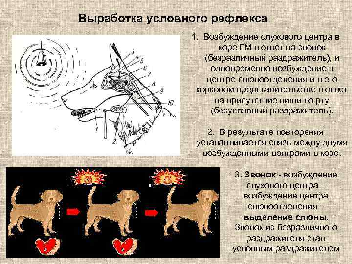 Выработка условного рефлекса 1. Возбуждение слухового центра в коре ГМ в ответ на звонок