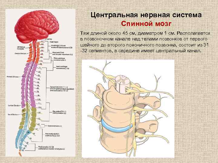 Центральная нервная система Спинной мозг Тяж длиной около 45 см, диаметром 1 см. Располагается