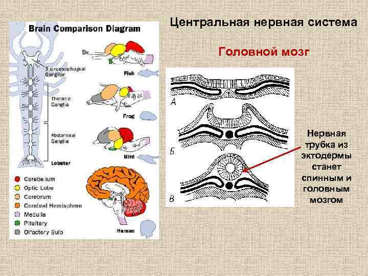 Центральная нервная система Головной мозг Нервная трубка из эктодермы станет спинным и головным мозгом