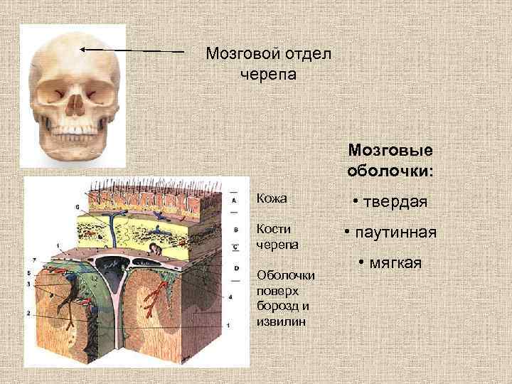 Мозговой отдел черепа Мозговые оболочки: Кожа Кости черепа Оболочки поверх борозд и извилин •