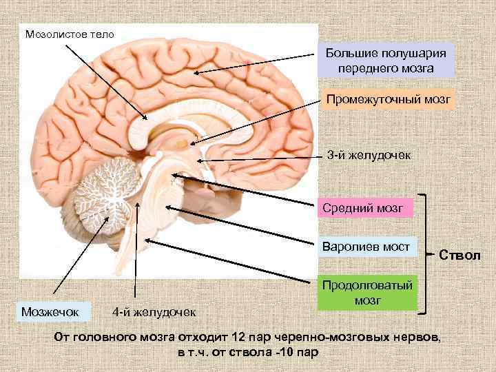 Мозолистое тело Большие полушария переднего мозга Промежуточный мозг 3 -й желудочек Средний мозг Варолиев