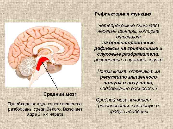 Рефлекторная функция Четверохолмие включает нервные центры, которые отвечают за ориентировочные рефлексы на зрительные и