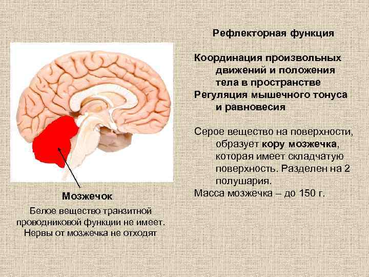 Рефлекторная функция Координация произвольных движений и положения тела в пространстве Регуляция мышечного тонуса и