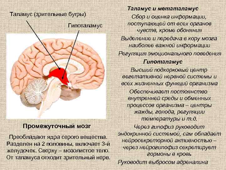 Таламус (зрительные бугры) Гипоталамус Промежуточный мозг Преобладают ядра серого вещества. Разделен на 2 половины,