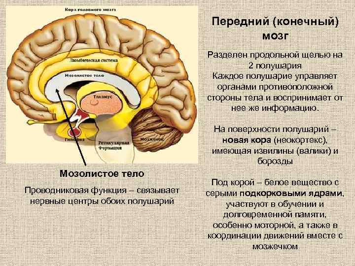 Передний (конечный) мозг Разделен продольной щелью на 2 полушария Каждое полушарие управляет органами противоположной