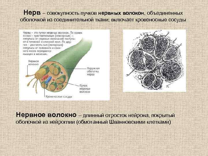 Нерв – совокупность пучков нервных волокон, объединенных оболочкой из соединительной ткани; включает кровеносные сосуды