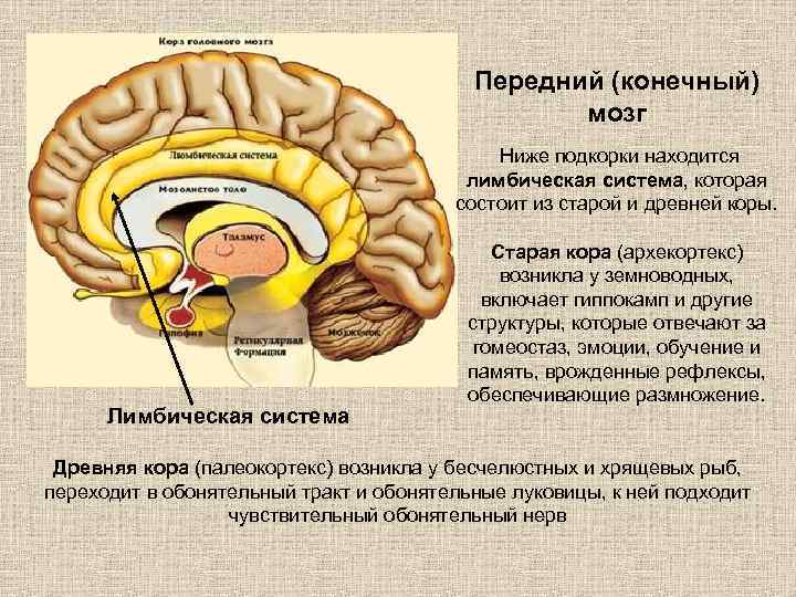 Презентация на тему лимбическая система