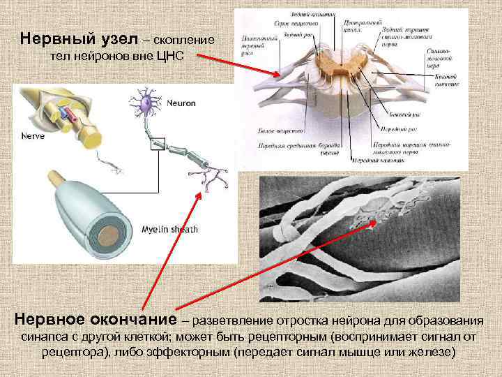 Нервные узлы картинка