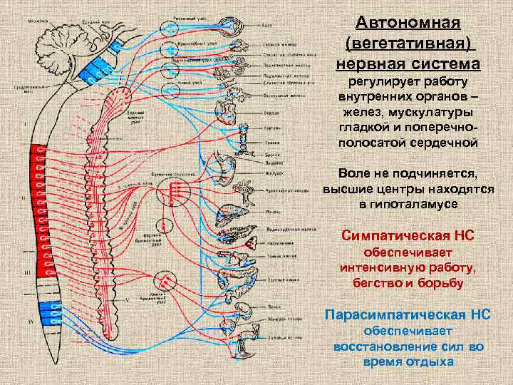 По которое обеспечивает согласованную работу всех узлов компьютера