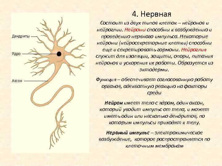 4. Нервная Состоит из двух типов клеток – нейронов и нейроглии. Нейроны способны к