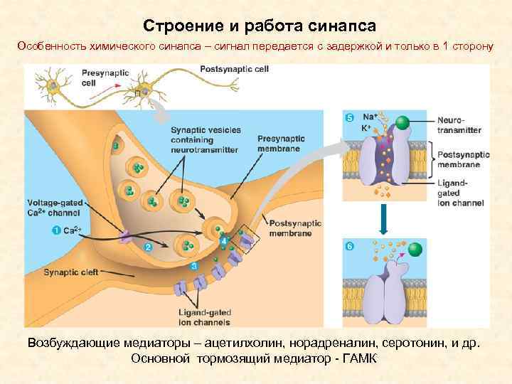 Строение и работа синапса Особенность химического синапса – сигнал передается с задержкой и только