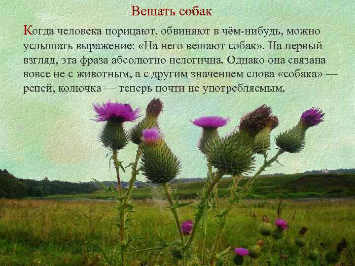 Вешать собак Когда человека порицают, обвиняют в чём-нибудь, можно услышать выражение: «На него вешают