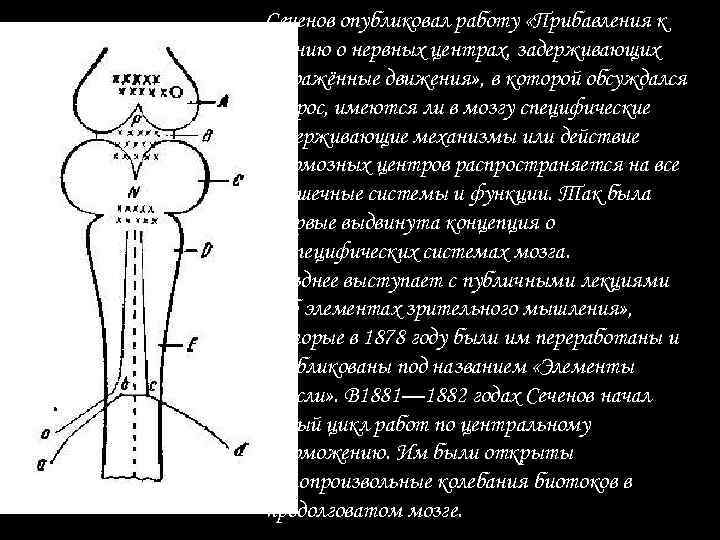 Сеченов опубликовал работу «Прибавления к учению о нервных центрах, задерживающих отражённые движения» , в