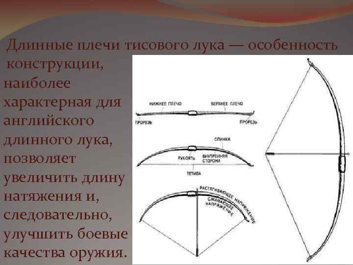 Длинные плечи тисового лука — особенность конструкции, наиболее характерная для английского длинного лука, позволяет