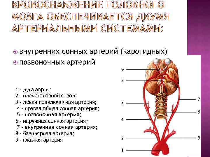  внутренних сонных артерий (каротидных) позвоночных артерий 1 - дуга аорты; 2 - плечеголовной