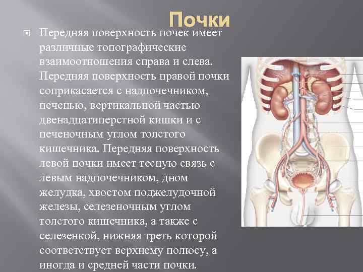  Почки Передняя поверхность почек имеет различные топографические взаимоотношения справа и слева. Передняя поверхность