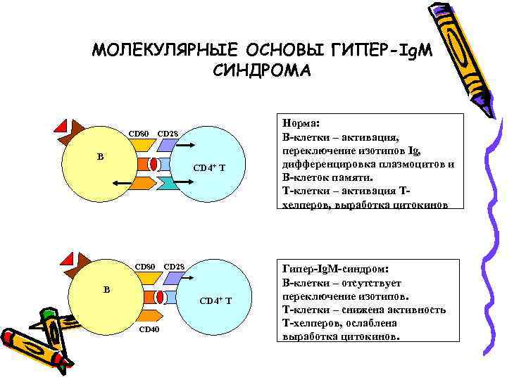 МОЛЕКУЛЯРНЫЕ ОСНОВЫ ГИПЕР-Ig. M СИНДРОМА CD 80 CD 28 В CD 4+ Т СD