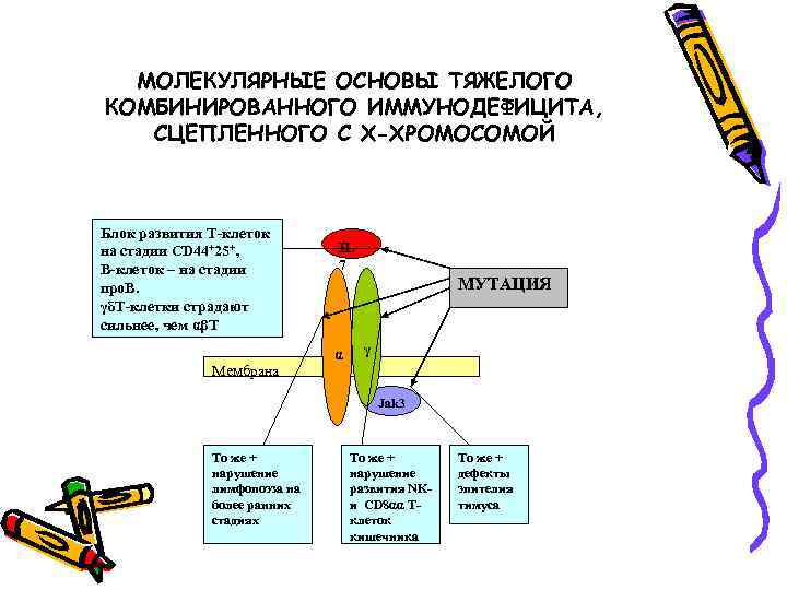 МОЛЕКУЛЯРНЫЕ ОСНОВЫ ТЯЖЕЛОГО КОМБИНИРОВАННОГО ИММУНОДЕФИЦИТА, СЦЕПЛЕННОГО С Х-ХРОМОСОМОЙ Блок развития Т-клеток на стадии CD