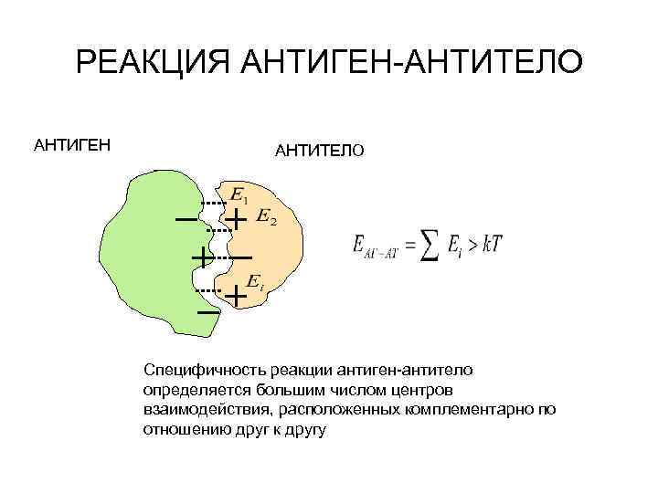 Взаимодействие антигена с антителом