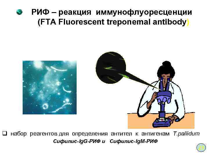 РИФ – реакция иммунофлуоресценции (FTA Fluorescent treponemal antibody) q набор реагентов для определения антител