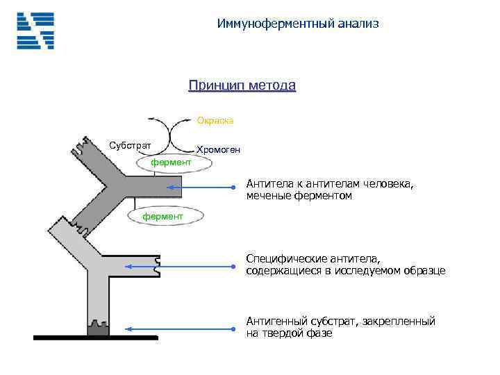 Иммуноферментный анализ