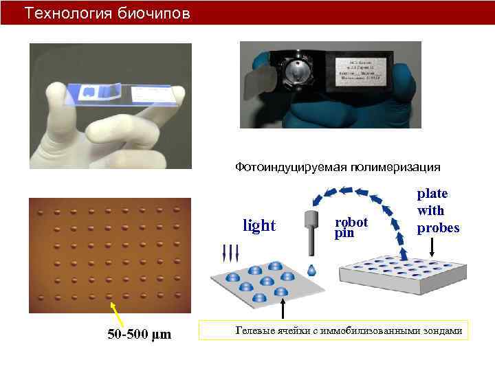 Днк микрочипы презентация