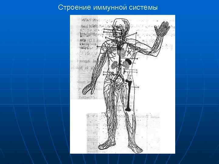 Строение иммунной системы 