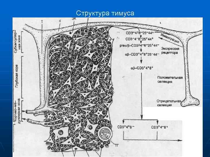  Структура тимуса 