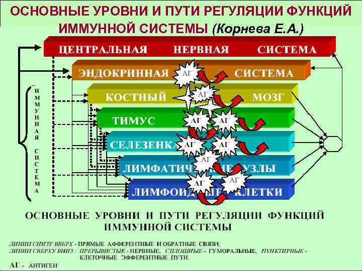 ОСНОВНЫЕ УРОВНИ И ПУТИ РЕГУЛЯЦИИ ФУНКЦИЙ ИММУННОЙ СИСТЕМЫ (Корнева Е. А. ) 