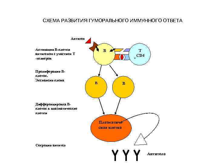 СХЕМА РАЗВИТИЯ ГУМОРАЛЬНОГО ИММУННОГО ОТВЕТА Антиген Активация В-клетки антигеном с участием Т -хелперов Пролиферация