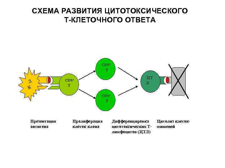 Схема т клеточного иммунного ответа