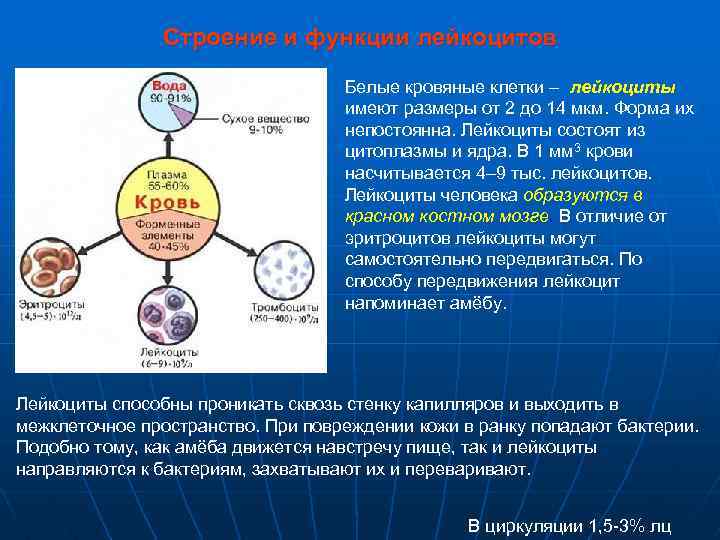 Строение и функции лейкоцитов Белые кровяные клетки – лейкоциты имеют размеры от 2 до