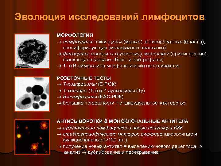 Эволюция исследований лимфоцитов МОРФОЛОГИЯ лимфоциты: покоящиеся (малые), активированные (бласты), пролиферирующие (метафазные пластинки) фагоциты: моноциты