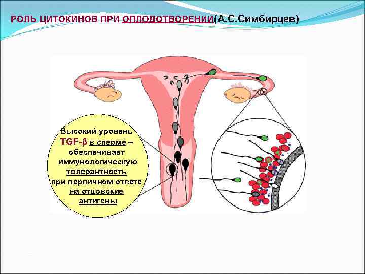 РОЛЬ ЦИТОКИНОВ ПРИ ОПЛОДОТВОРЕНИИ(А. С. Симбирцев) Высокий уровень TGF-β в сперме – обеспечивает иммунологическую