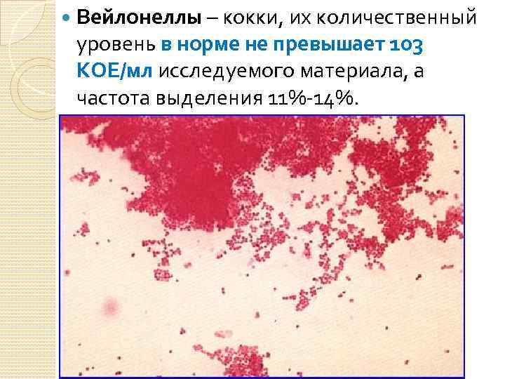  Вейлонеллы – кокки, их количественный уровень в норме не превышает 103 КОЕ/мл исследуемого