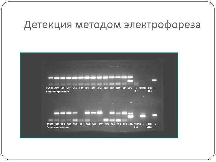 Детекция это. Метод детекции результата ПЦР. Детекция продуктов амплификации в ПЦР. Детекция продукта ПЦР электрофорезом. Флуоресцентная детекция результатов ПЦР.