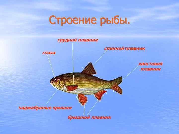 Строение рыбы. грудной плавник спинной плавник глаза хвостовой плавник наджабреные крышки брюшной плавник 