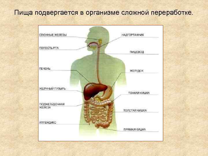 Пища подвергается в организме сложной переработке. 