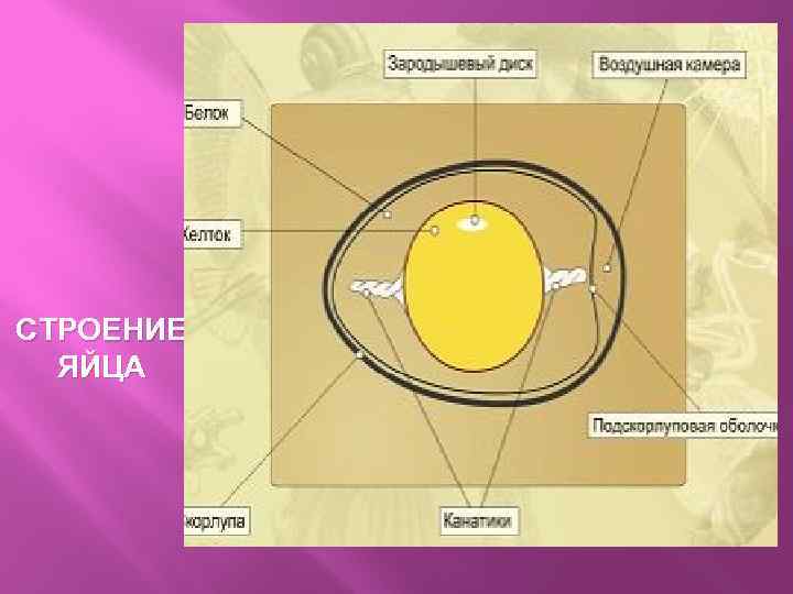 СТРОЕНИЕ ЯЙЦА 