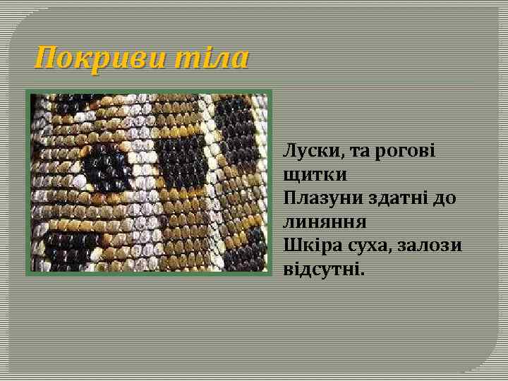 Покриви тіла Луски, та рогові щитки Плазуни здатні до линяння Шкіра суха, залози відсутні.