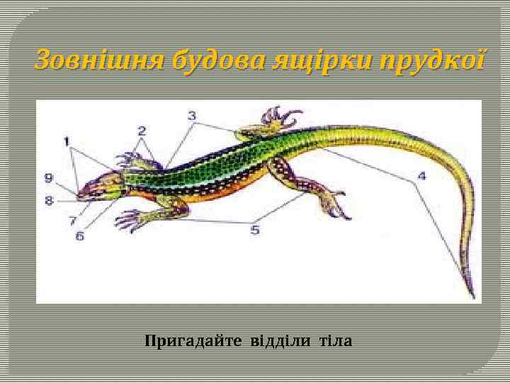 Зовнішня будова ящірки прудкої Пригадайте відділи тіла 