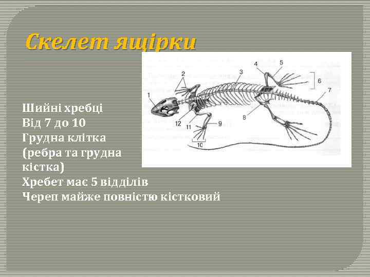 Скелет ящірки Шийні хребці Від 7 до 10 Грудна клітка (ребра та грудна кістка)