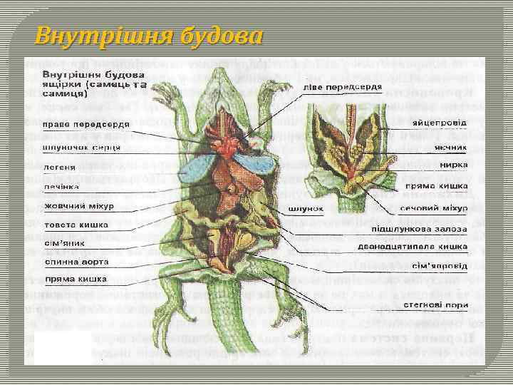 Внутрішня будова 