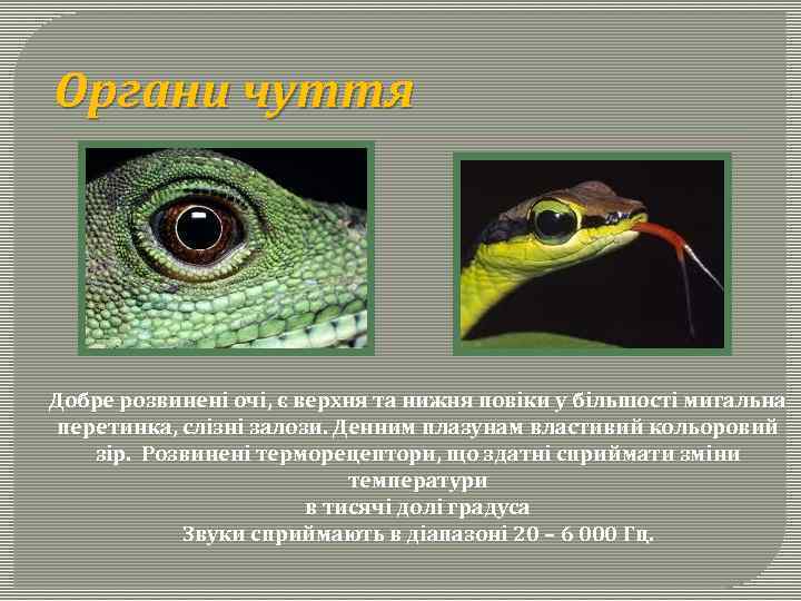 Органи чуття Добре розвинені очі, є верхня та нижня повіки у більшості мигальна перетинка,