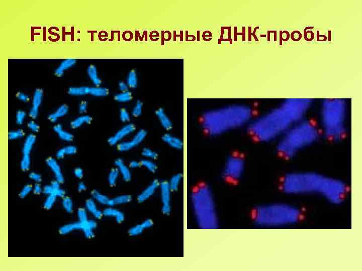 FISH: теломерные ДНК-пробы 