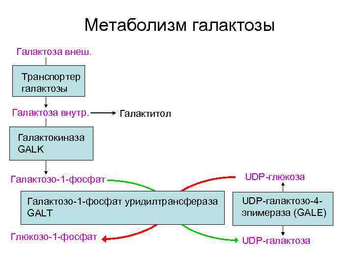 Метаболизм галактозы Галактоза внеш. Транспортер галактозы Галактоза внутр. Галактитол Галактокиназа GALK Галактозо-1 -фосфат уридилтрансфераза