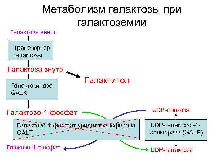 Метаболизм галактозы при галактоземии Галактоза внеш. Транспортер галактозы Галактоза внутр. Галактокиназа GALK Галактитол Галактозо-1