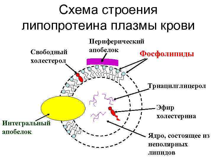 Схема строения липопротеина плазмы крови Свободный холестерол Периферический апобелок Фосфолипиды Триацилглицерол Интегральный апобелок Эфир